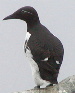 Common Murre (Bridled)