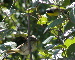 Common Yellowthroat (Pair)
